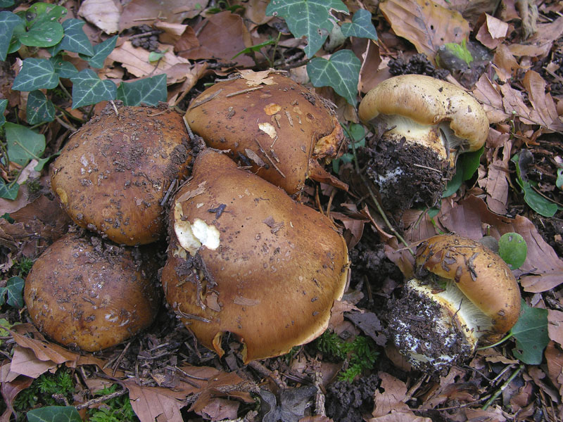 Vediamo se gioca qualcuno....(cfr. Cortinarius elegantior)